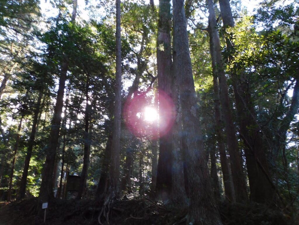 この町全体が1つの宿|四万十町ゲストハウス「Ekimaehouse SAMARU」